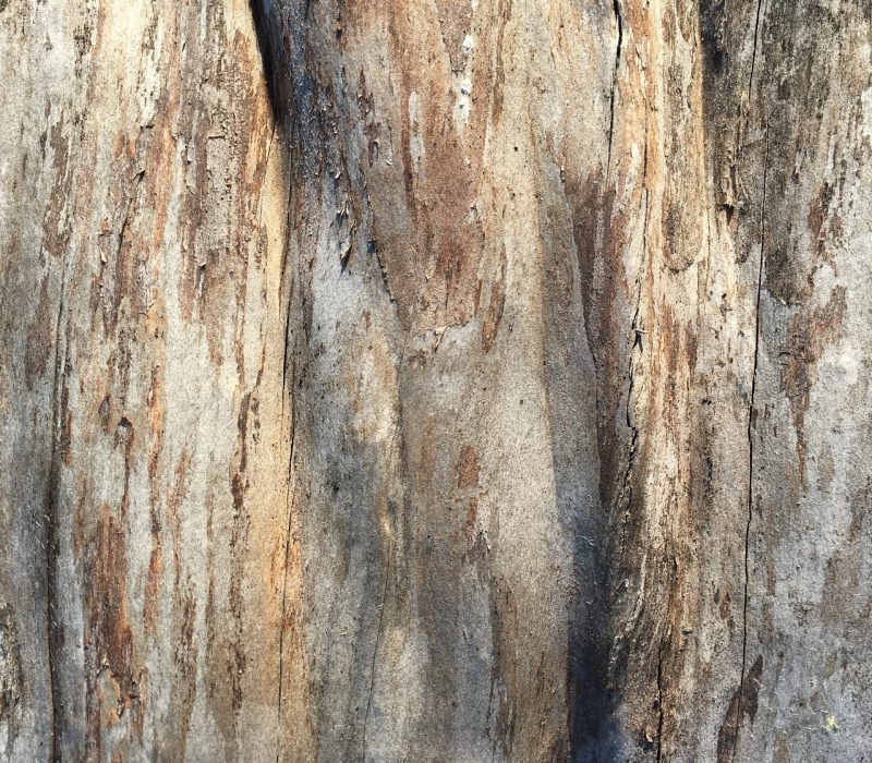 julia-eagle-JqYQ99p3SPY-unsplash